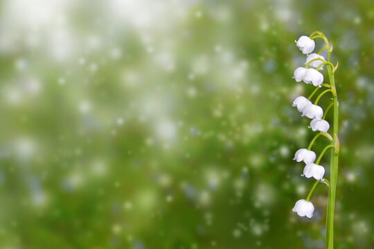 Blooming Lily of the valley in a forest. Spring flowers.