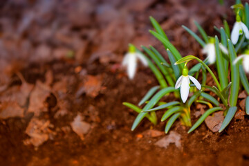 Spring flower. Snowdrops in the woods among the leaves.
