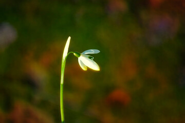 Beauty in nature. The first spring flowers snowdrops.