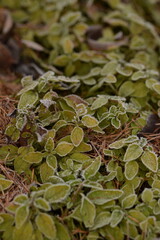 Hoarfrosted golden oregano, Origanum vulgare ‘Aureum’ plant frosted in winter.