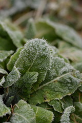 Primrose leaves in winter, frosted primula plant in winter garden, closeup.