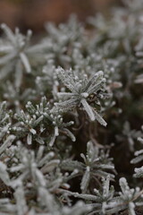 Lavender frosted plants in winter, lavendula
