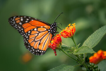 Obraz premium Orange and black butterfly with white dots