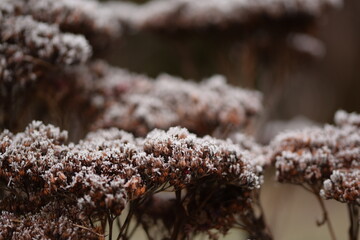 Frosted sedum dry flowers closeup in winter garden view, hoarfrosted sedum plants.