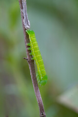 green caterpillar on a stem