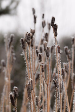 Hoarfrosted siberian iris seed pods, dry plant in winter garden, selective focus, bokeh background, closeup.