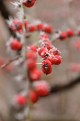 Hoarfrosted fruits of rockspray, rockspray berries, irga red fruits frosted in winter. Bokeh background, selective focus, closeup.