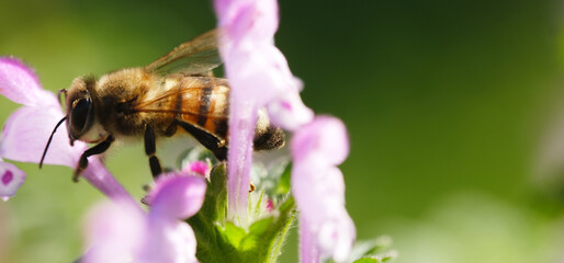 Fototapeta premium bee on henbit flower in spring yard closeup