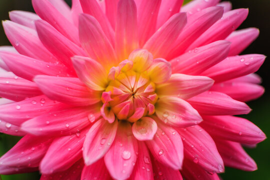 Dahlia Close-Up 