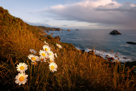 Flowers on the Cliffs