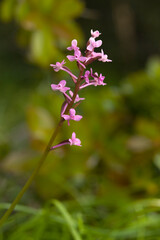 Orchid, Branciforti's Orchid (Orchis brancifortii) flowerspikes, Oliena, Nuoro, Sardinia, Italy