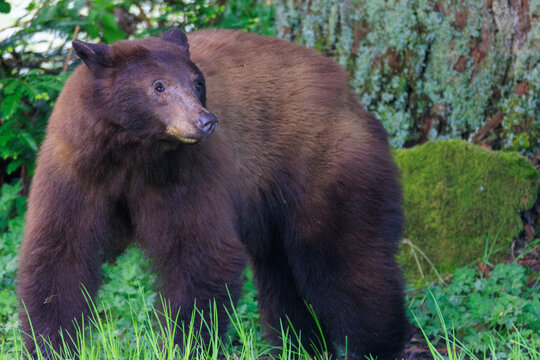 Wild Bear Portrait