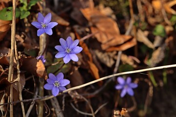 Leberblümchen (Hepatica nobilis)