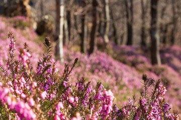 A forrest with the common heather undergrowth