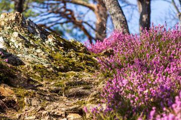 A forrest with the common heather undergrowth