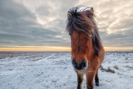 Icelandic Horse Portrait