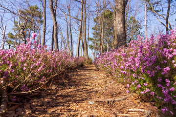 A forrest with the common heather undergrowth