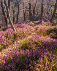 A forrest with the common heather undergrowth