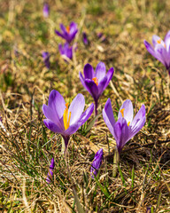 Crocus flowers in the field