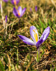 Crocus flowers in the field