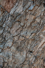 Natural background of tree bark texture