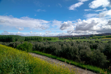 Lush Countryside with Olive Trees and Wildflowers