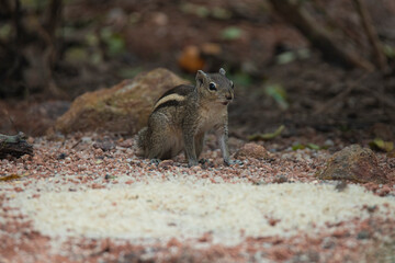 Indian squirrel in a garden