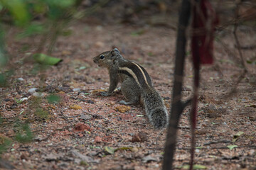 Indian squirrel in a garden