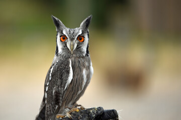 great horned owl