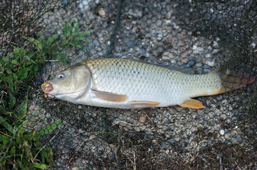 Freshly caught common carp resting in a fishing net on gravel, ready for cooking or release back into the water