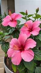 pink hibiscus flower