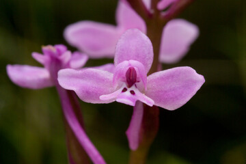 Obraz premium Orchid, Branciforti's Orchid (Orchis brancifortii) flowerspikes, Oliena, Nuoro, Sardinia, Italy