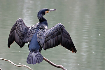 Cormorant