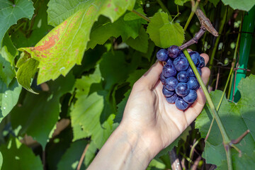 Viticulturist checks how blue grapes are ripening in orchard. Noiret. Close-up of woman's hand