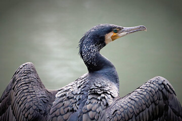 Cormorant