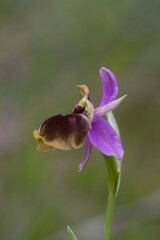 Orchidea (Ophrys sp). Oliena (NU), Sardegna, Italia. Orchidea (Ophrys panattensis). Oliena (NU), Sardegna, Italia.