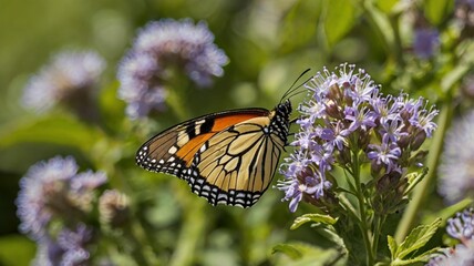 butterfly on a flower