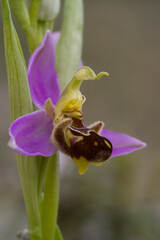 bee orchid (Ophrys apifera), blooming, Orchidea Sardinia, Italy. Laconi, OR, Sardegna, Italia.