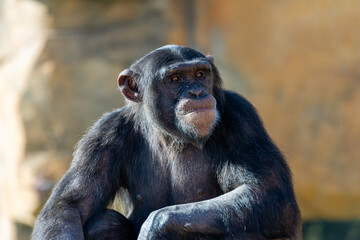 Chimpanzee (Pan troglodytes) in its natural habitat, commonly found in Central and West Africa.