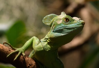 green basilisk