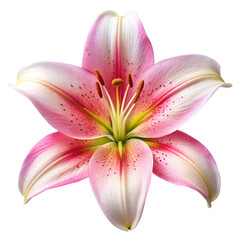 pink lily isolated on white