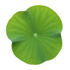 Fototapeta premium Green Lotus Leaf Texture - Close-up of a vibrant green lotus leaf, showcasing its intricate veins and texture. Perfect for nature, botanical, or spa designs