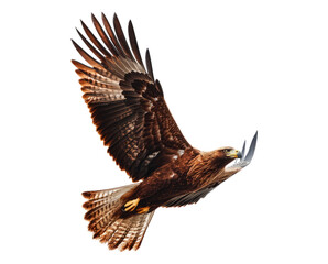 Fototapeta premium Majestic Eagle in Flight with Detailed Feather Patterns and Colors