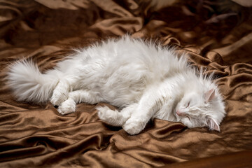 White Angora cat on brown silk