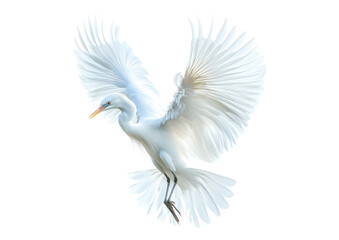 Obraz premium Majestic White Bird with Outstretched Wings in Graceful Flight