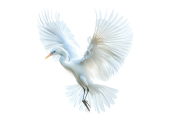 Majestic White Bird with Outstretched Wings in Graceful Flight