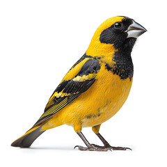 Naklejka premium A vibrant yellow bird with a black head and back standing against a crisp white background showcasing its colorful plumage.