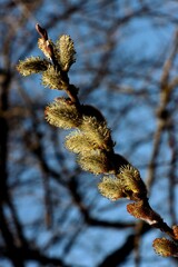 blooming willow tree with catkins and yellow pollen © Maria Brzostowska