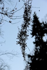 clusters of dry seeds Verniciflua Stokes -Anacardiaceae Family