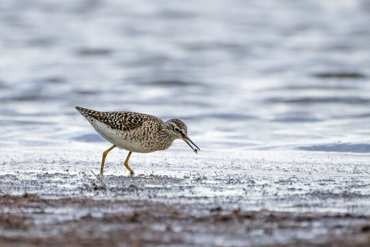 Bruchwasserl&auml;ufer auf Nahrungssuche im seichten Wasser